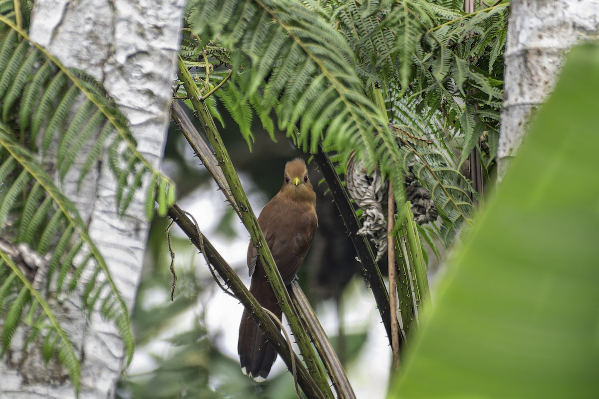 Little Cuckoo - ML619563540