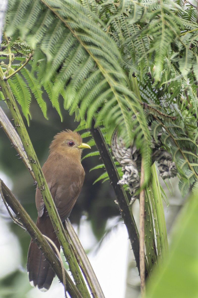 Little Cuckoo - ML619563541