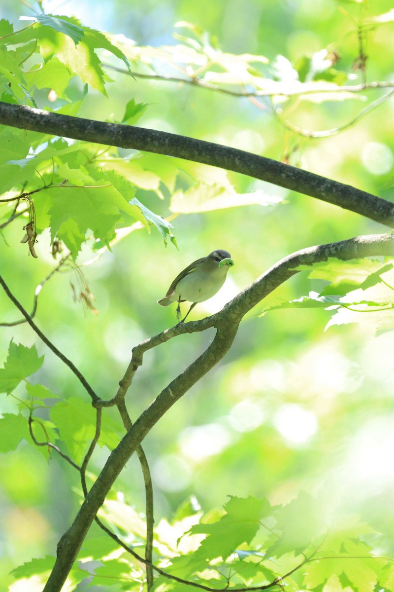 Red-eyed Vireo - Anonymous