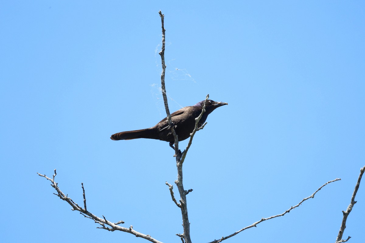 Common Grackle - Anonymous