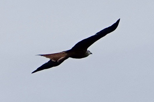 Red Kite - John Beckworth