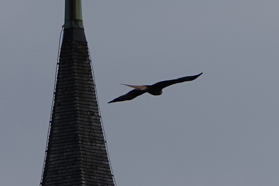 Red Kite - John Beckworth