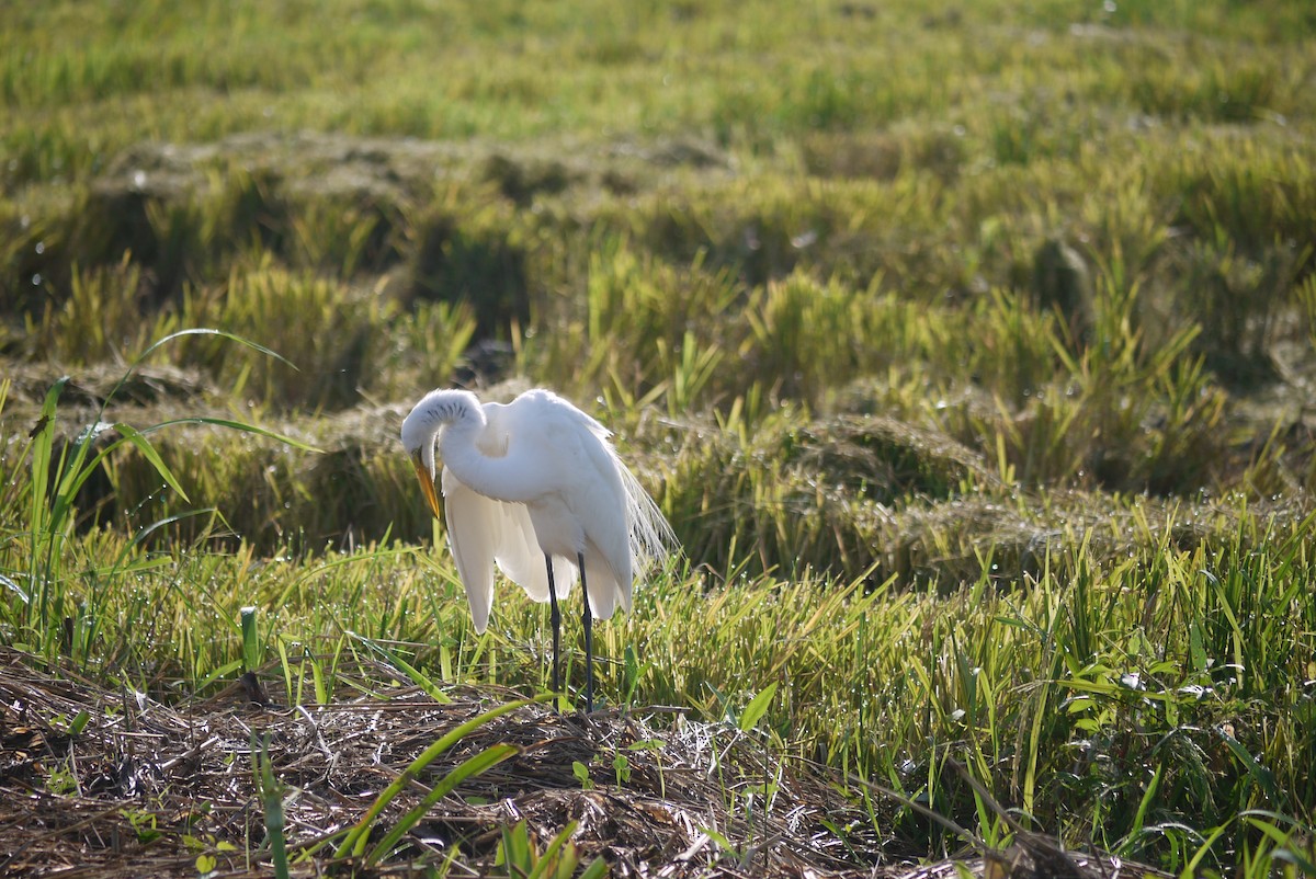 Great Egret - Brenda Sánchez