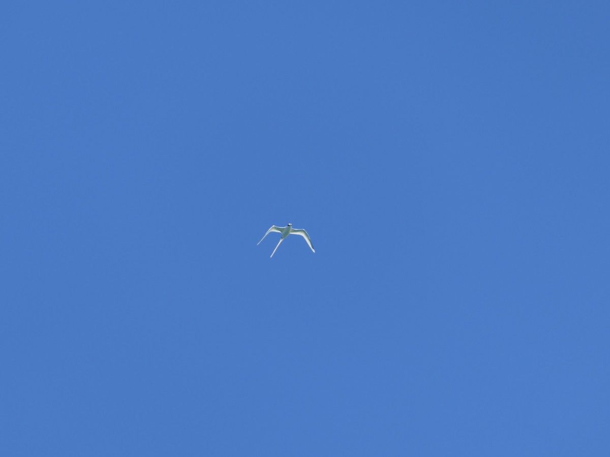 Weißschwanz-Tropikvogel - ML619563551