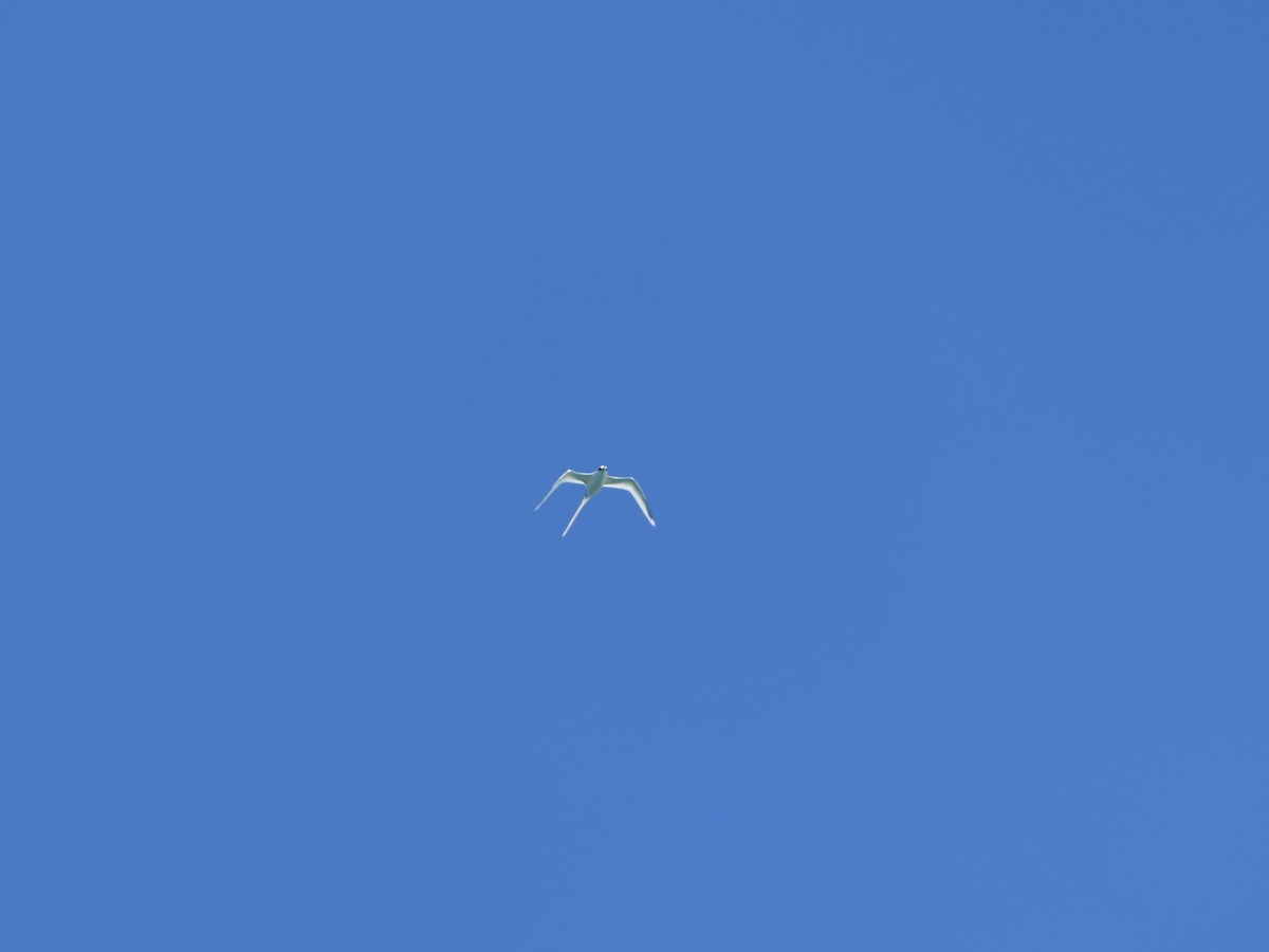 White-tailed Tropicbird - Eric Heijs