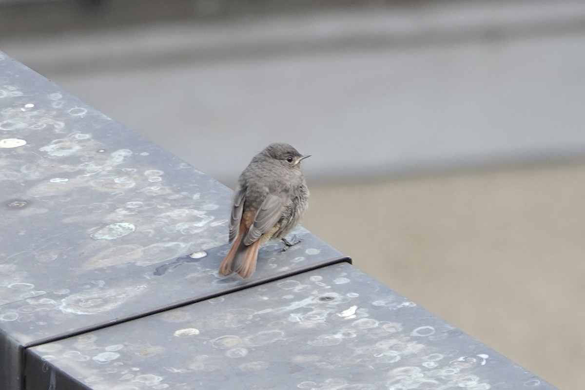 Black Redstart - John Beckworth