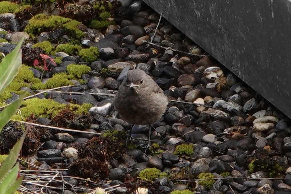 Black Redstart - John Beckworth