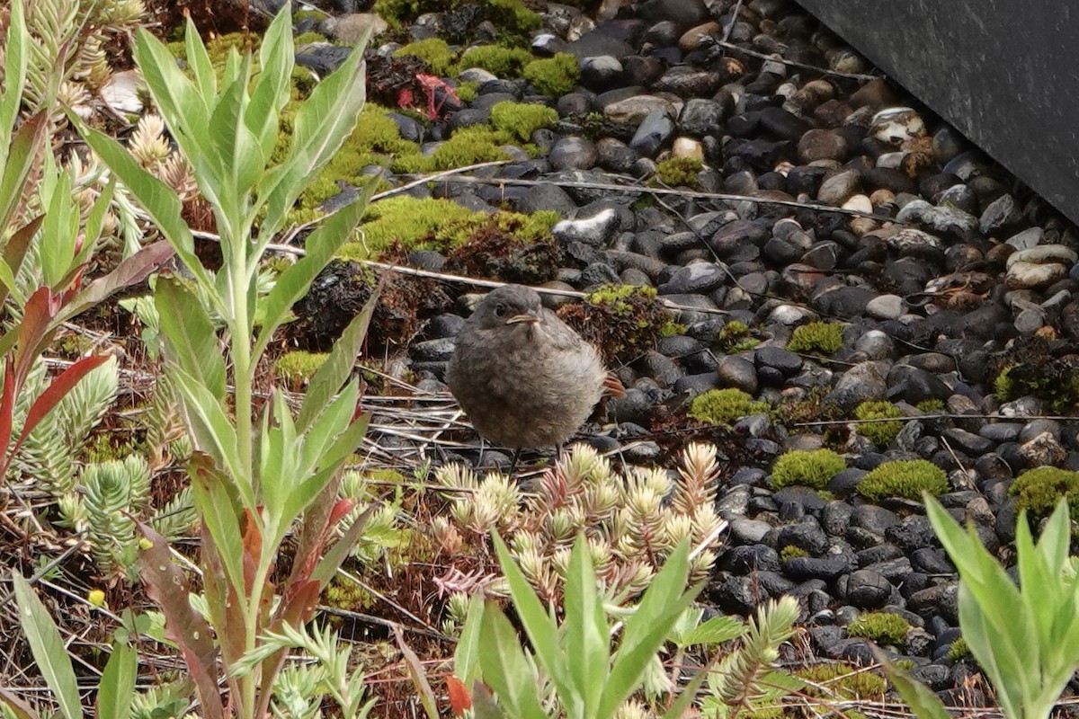 Black Redstart - John Beckworth