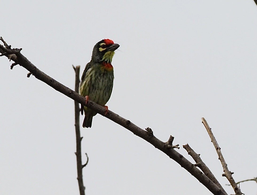 Coppersmith Barbet - 芳色 林