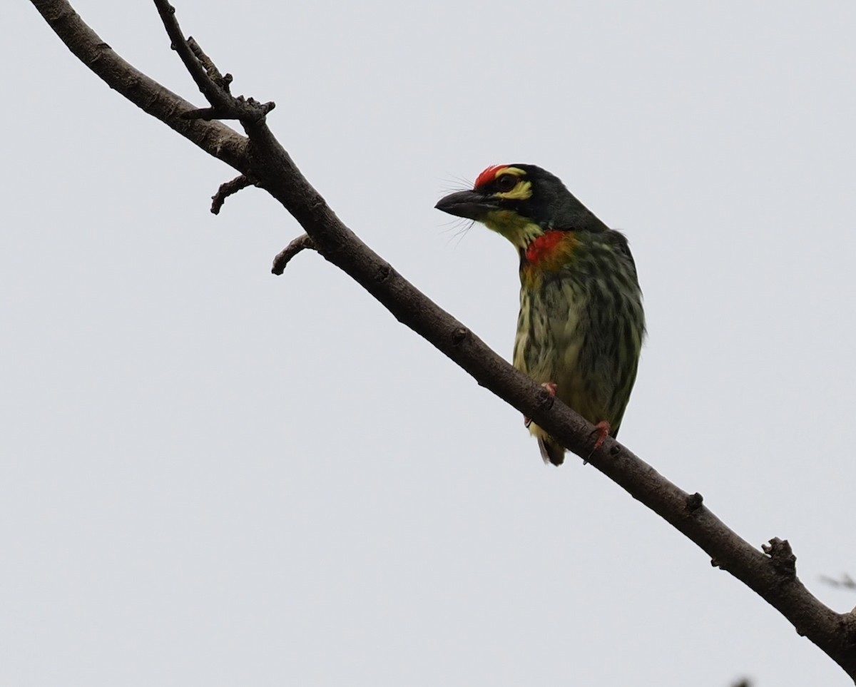 Coppersmith Barbet - 芳色 林