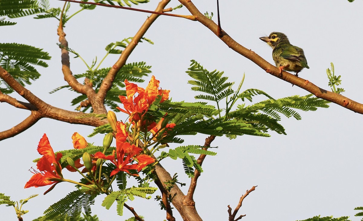 Coppersmith Barbet - 芳色 林