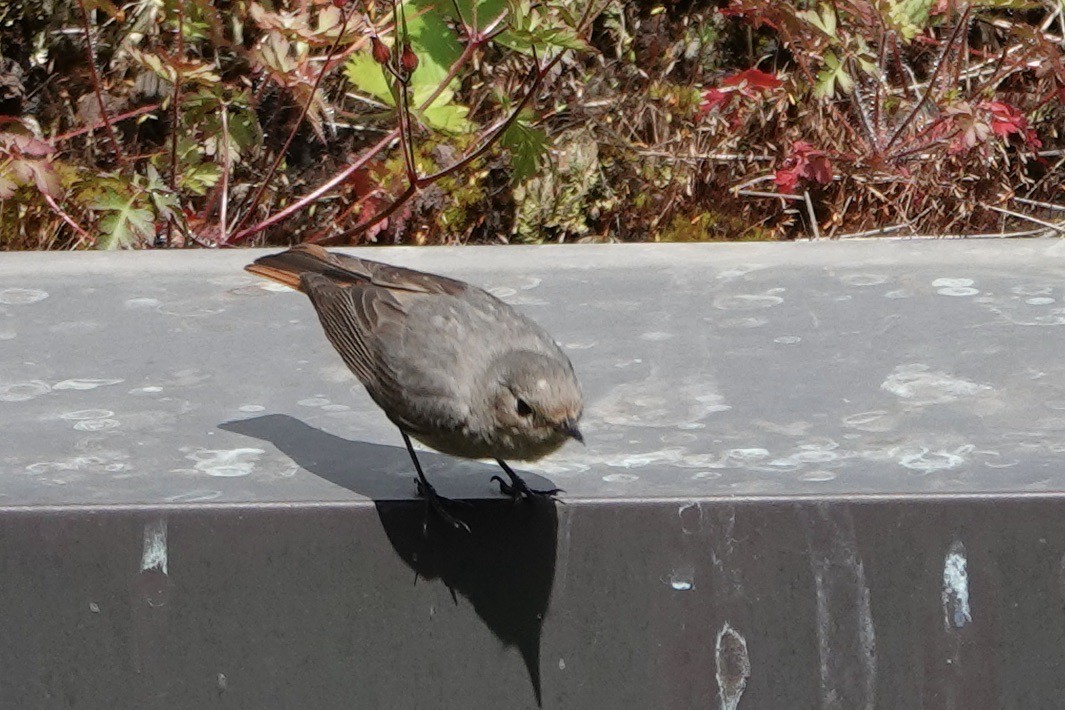 Black Redstart - John Beckworth