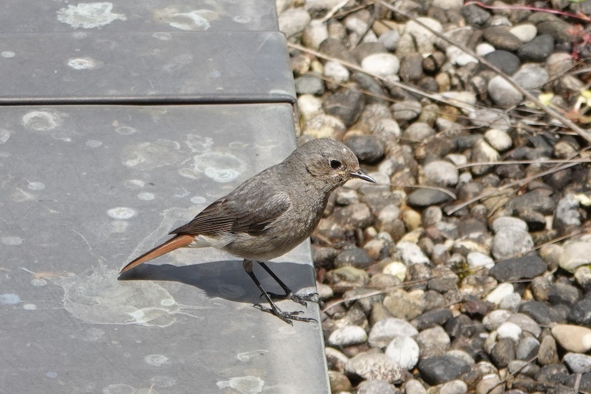 Black Redstart - John Beckworth