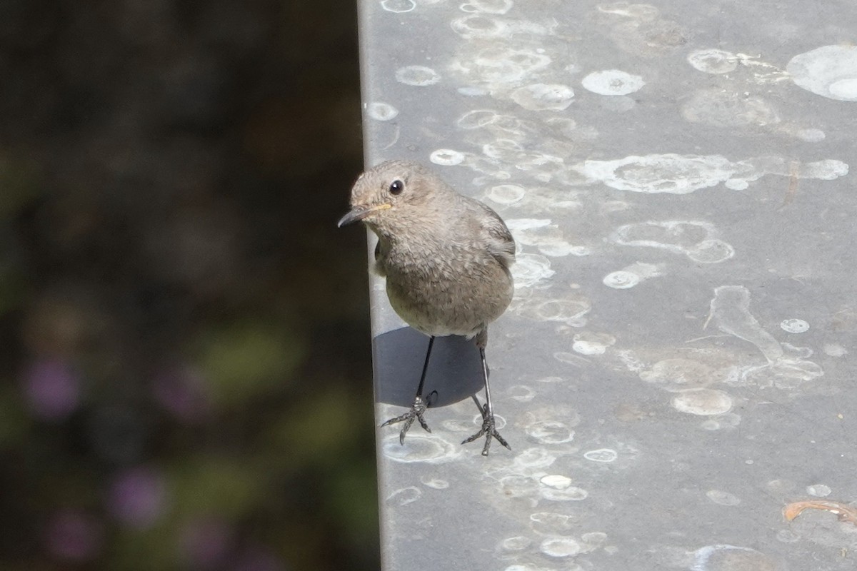 Black Redstart - John Beckworth