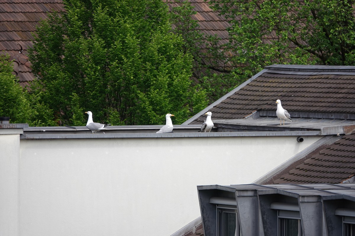 Yellow-legged Gull - John Beckworth