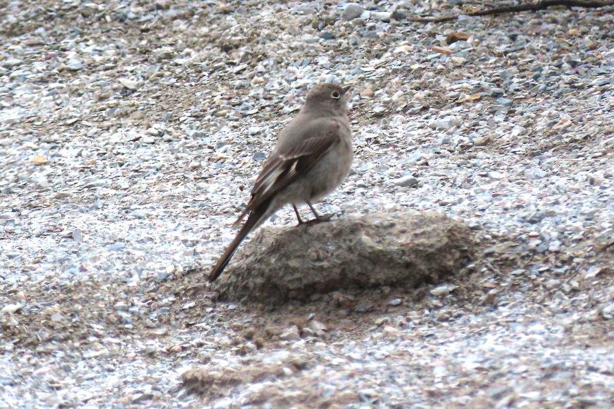 Townsend's Solitaire - ML619563570