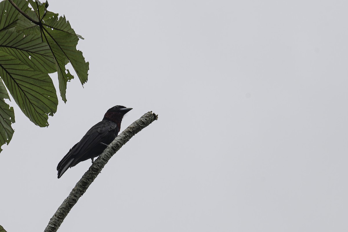 Purple-throated Fruitcrow - ML619563571