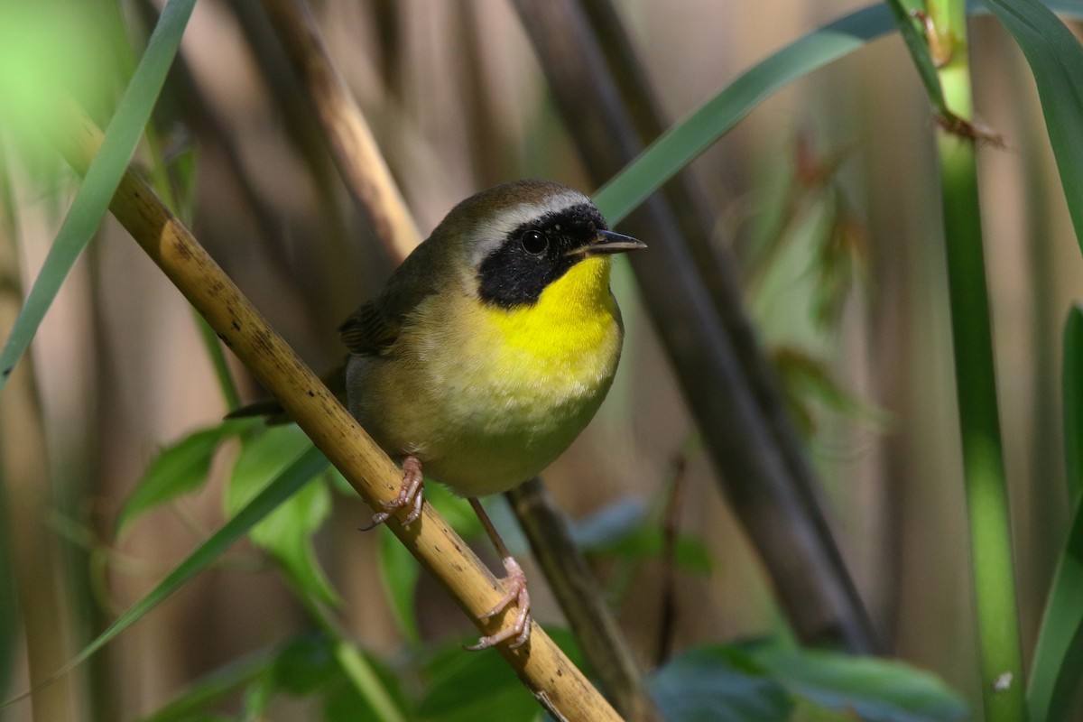 Common Yellowthroat - Devin Griffiths