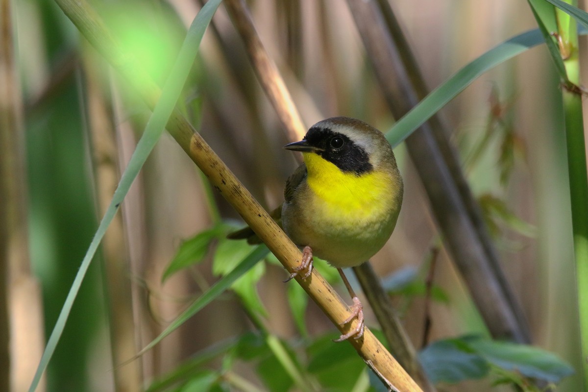 Common Yellowthroat - Devin Griffiths