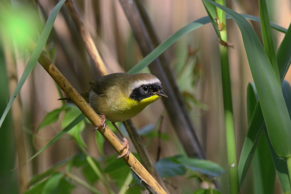 Common Yellowthroat - Devin Griffiths