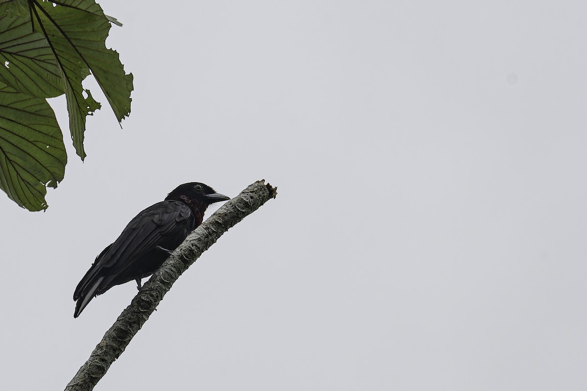 Purple-throated Fruitcrow - George Roussey