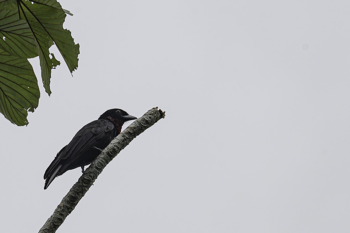 Purple-throated Fruitcrow - ML619563580