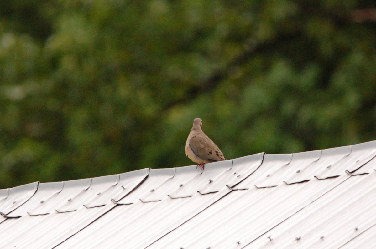 Mourning Dove - Anneke Fidler