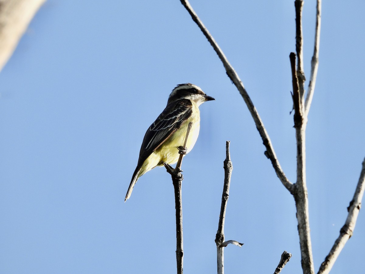 Piratic Flycatcher - Susan Thome-Barrett