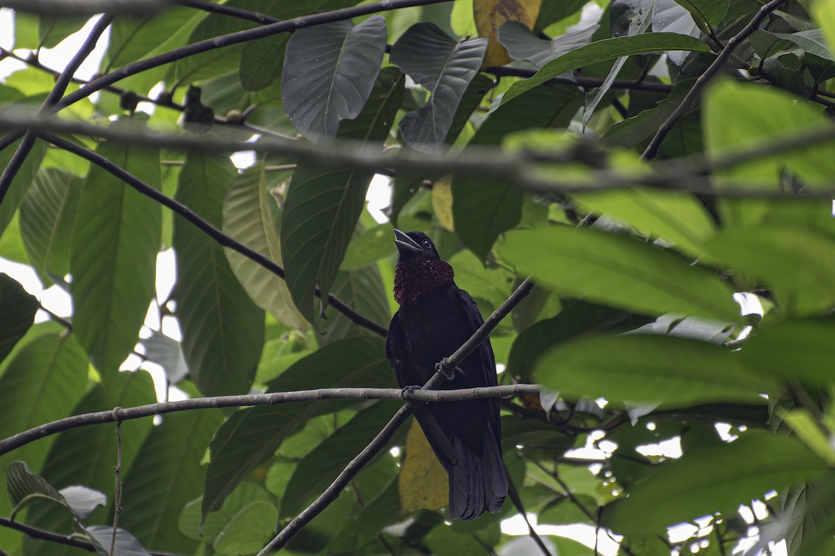 Purple-throated Fruitcrow - George Roussey