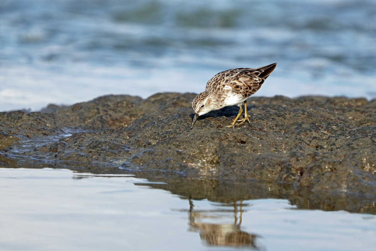 Least Sandpiper - Kenny Frisch