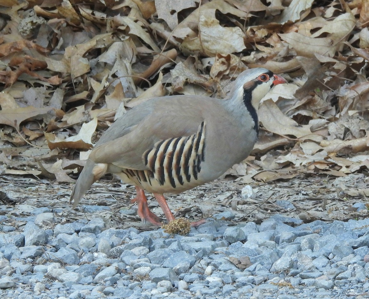 Chukar - Debbie Bishop