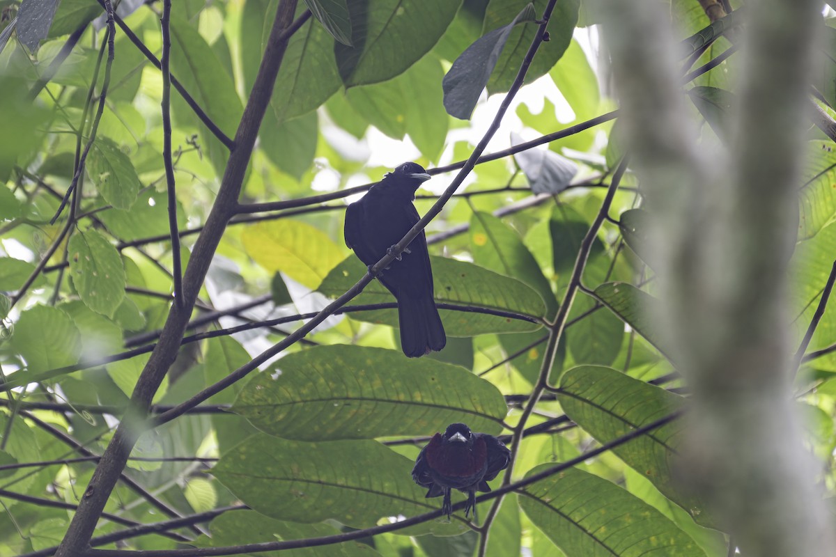 Purple-throated Fruitcrow - George Roussey