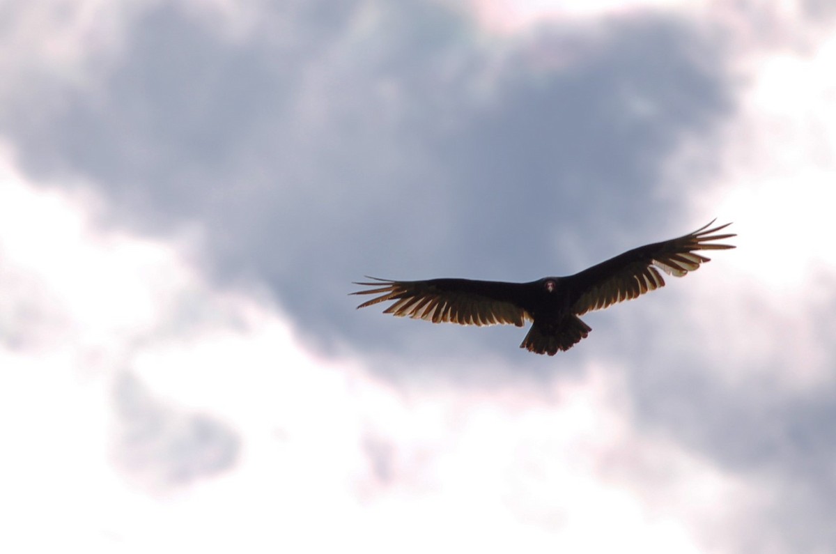 Turkey Vulture - Anneke Fidler
