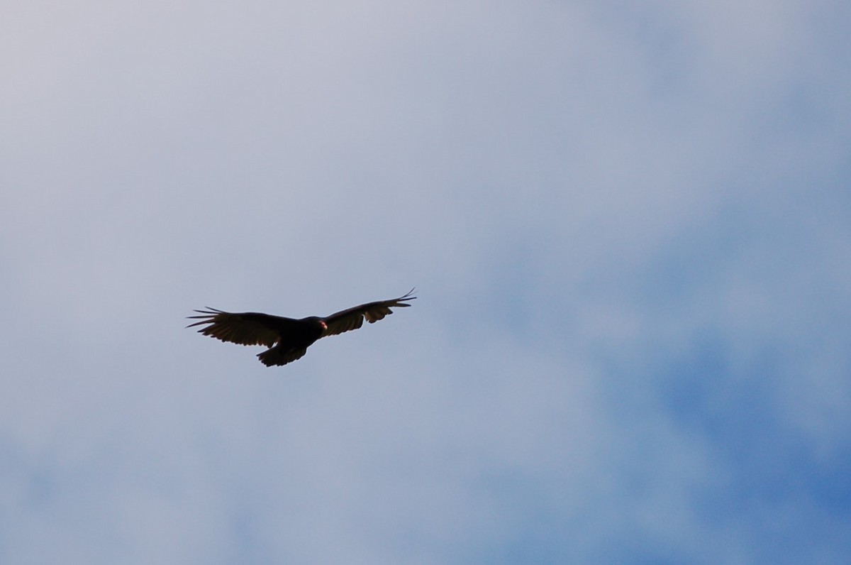 Turkey Vulture - Anneke Fidler