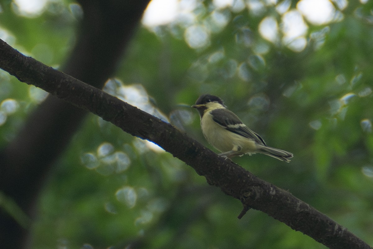 Japanese Tit - Fran Kim