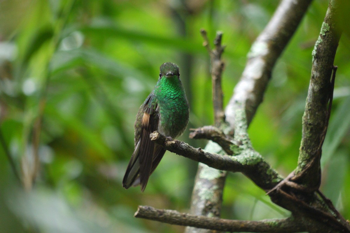 Stripe-tailed Hummingbird - Brenda Sánchez