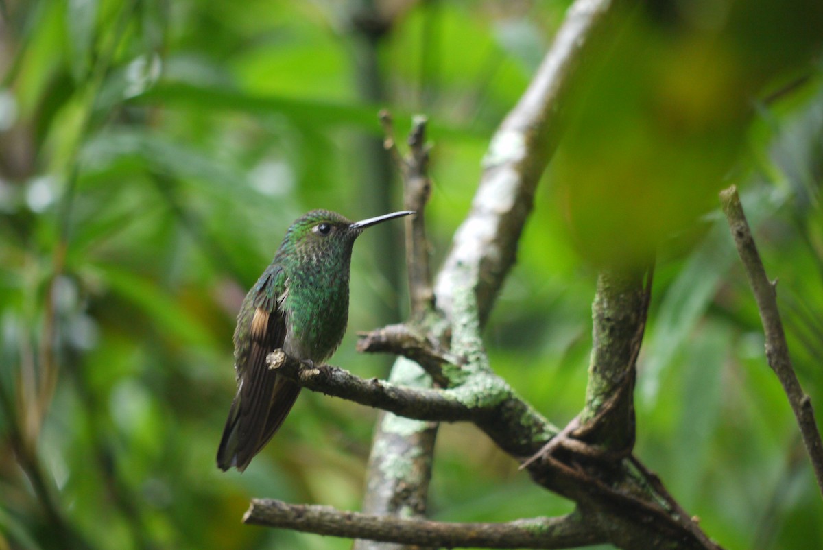 Stripe-tailed Hummingbird - Brenda Sánchez