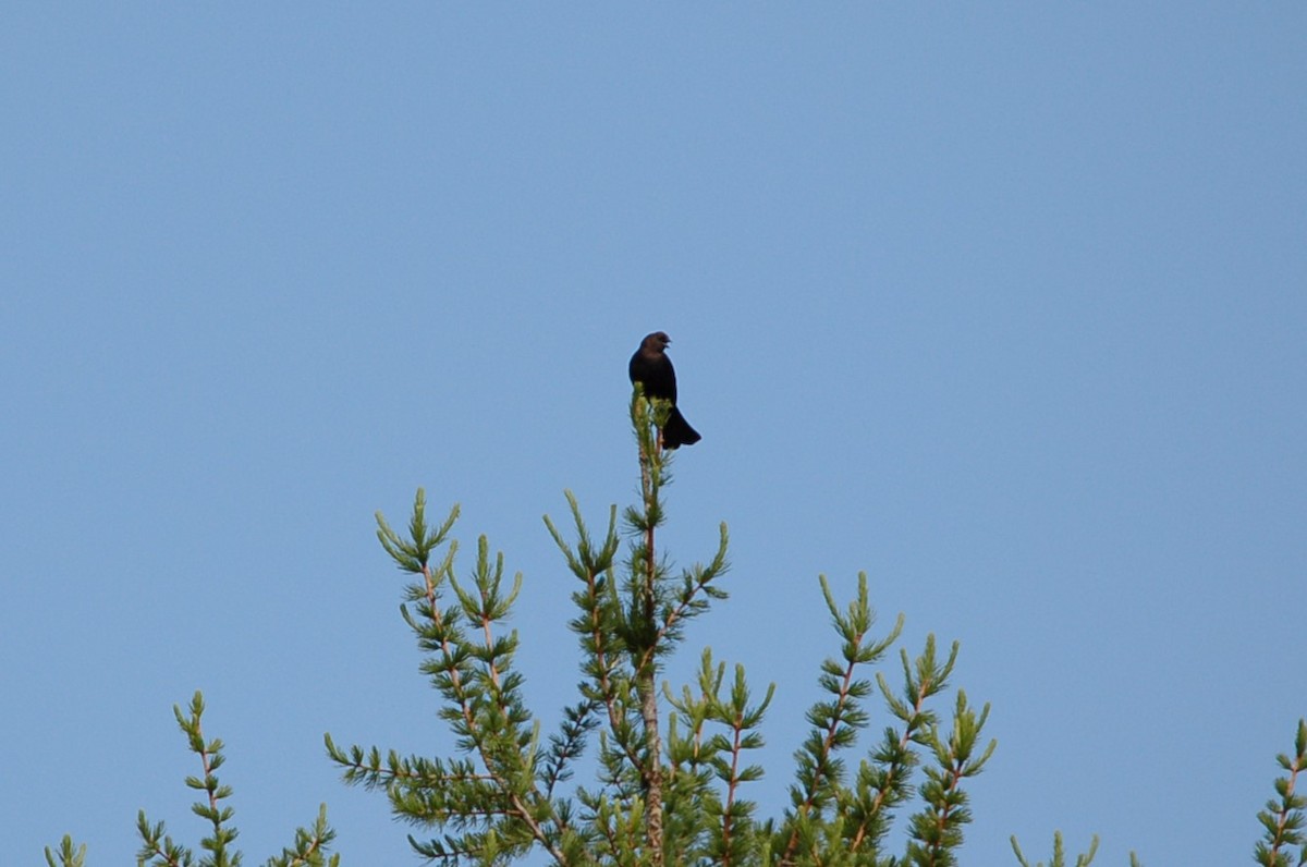 Brown-headed Cowbird - Anneke Fidler