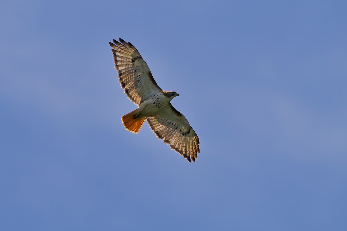 Red-tailed Hawk - Devin Griffiths