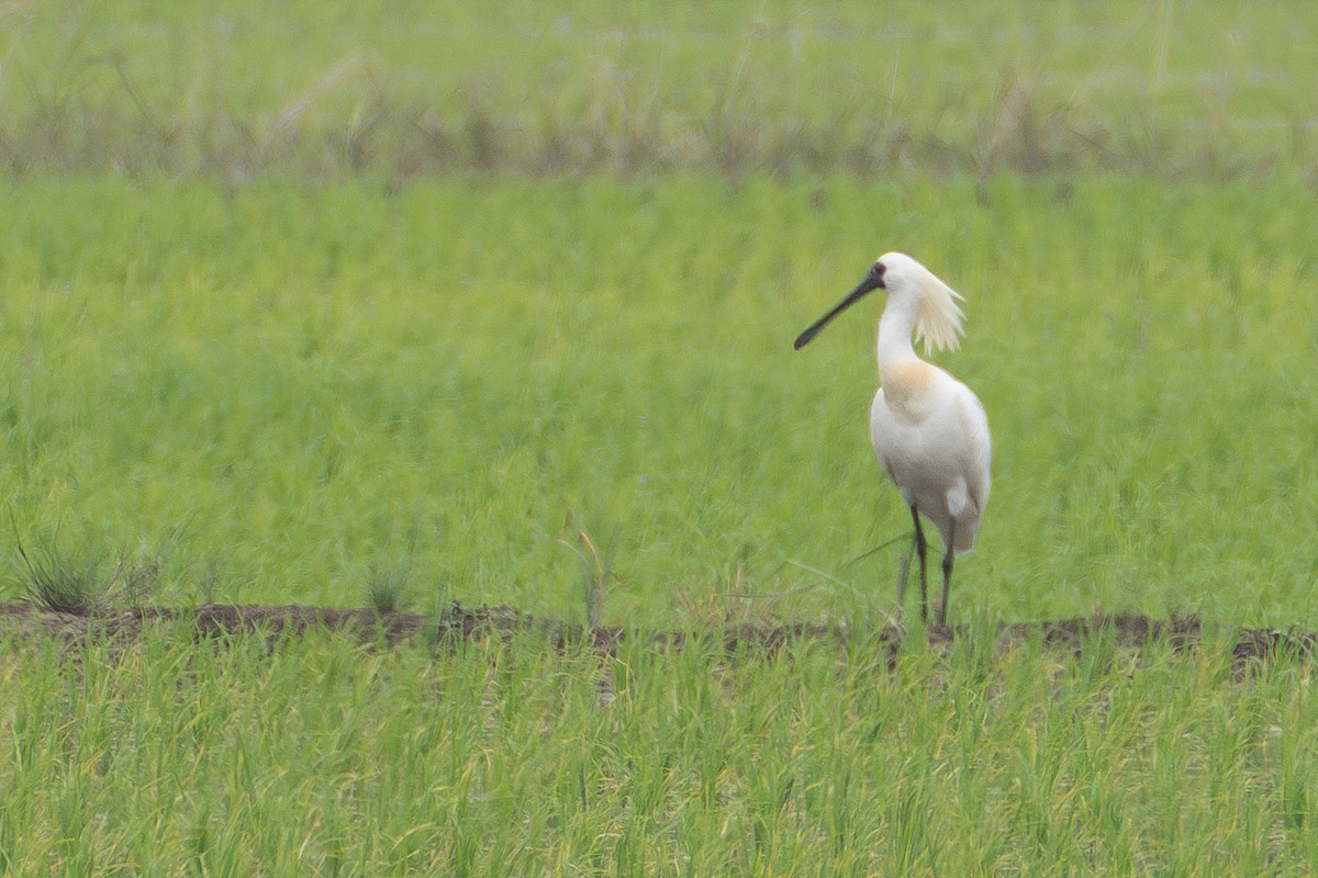 Black-faced Spoonbill - ML619563612