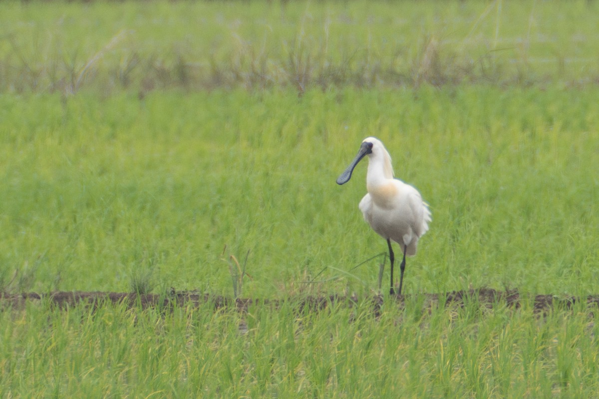 Black-faced Spoonbill - ML619563613