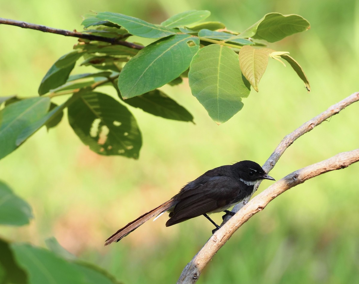 Malaysian Pied-Fantail - 芳色 林