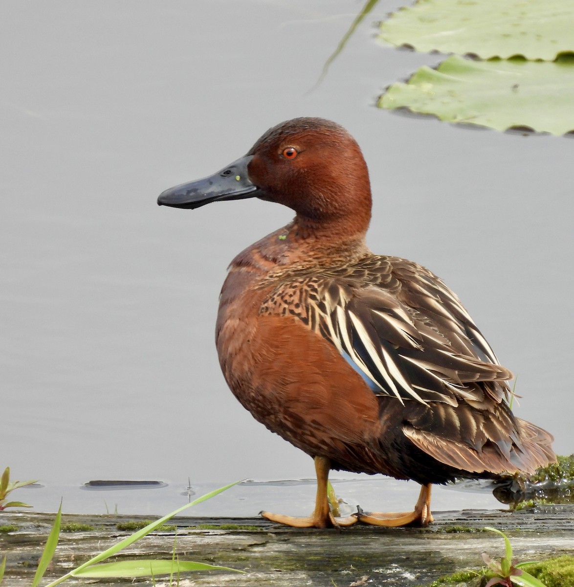 Cinnamon Teal - Richard Wakelam