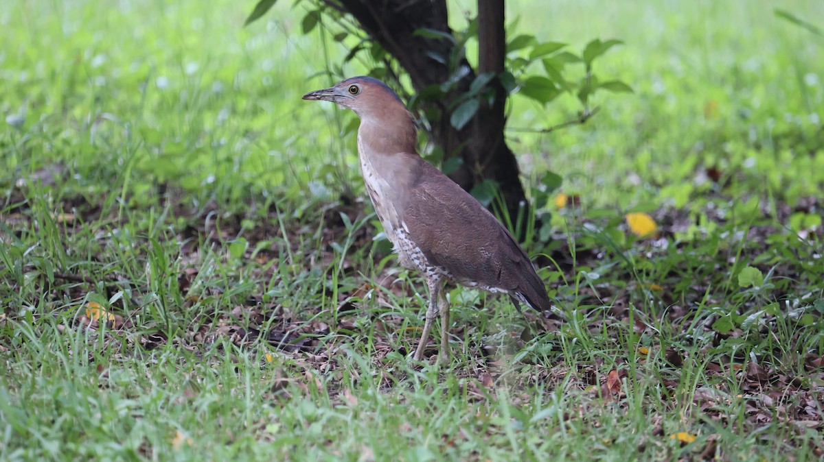 Malayan Night Heron - Chengheng Hu