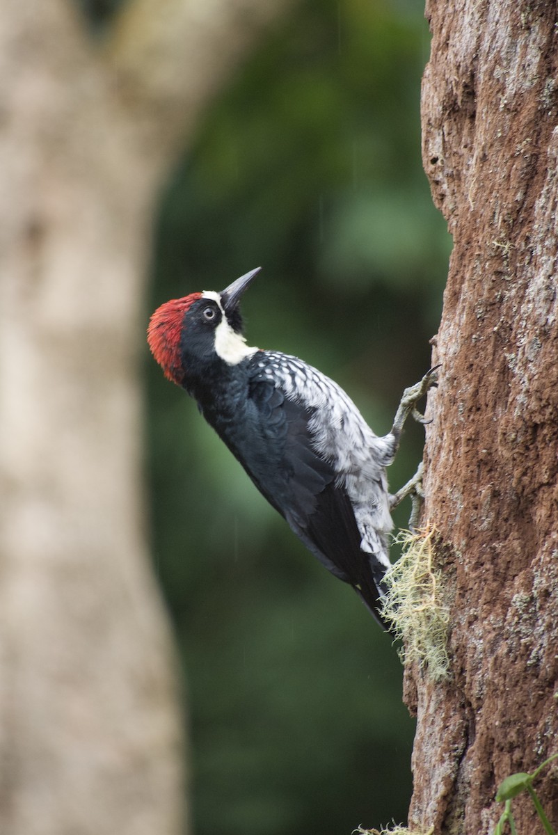 Acorn Woodpecker - Brenda Sánchez