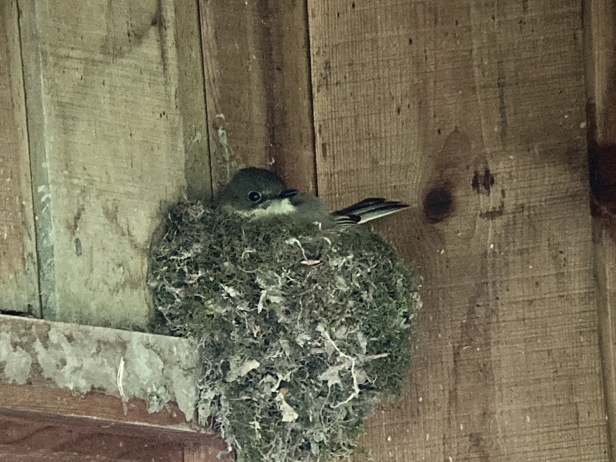 Eastern Phoebe - André BERNARD