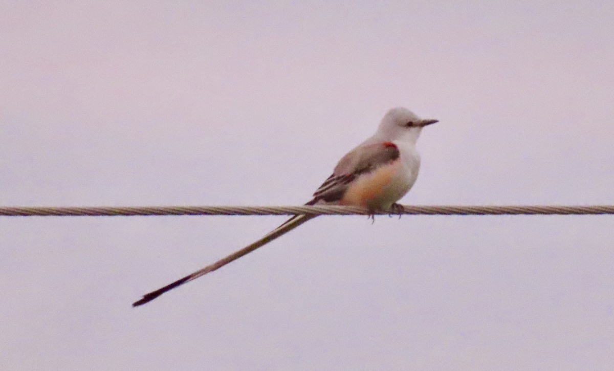 Scissor-tailed Flycatcher - Patricia Ayres