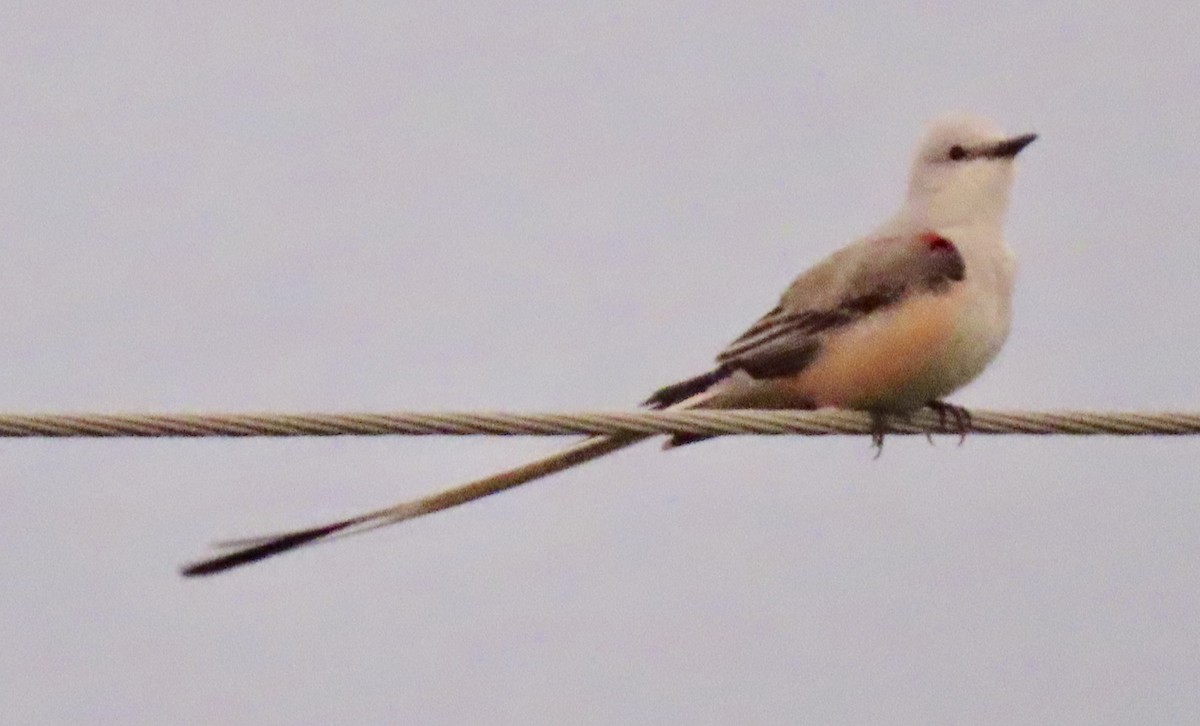 Scissor-tailed Flycatcher - Patricia Ayres