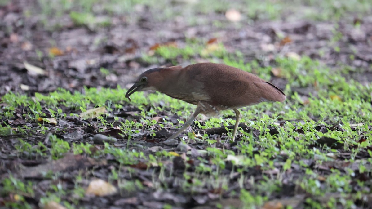 Malayan Night Heron - Chengheng Hu