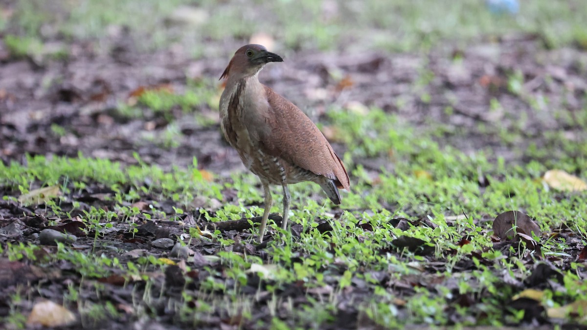 Malayan Night Heron - Chengheng Hu